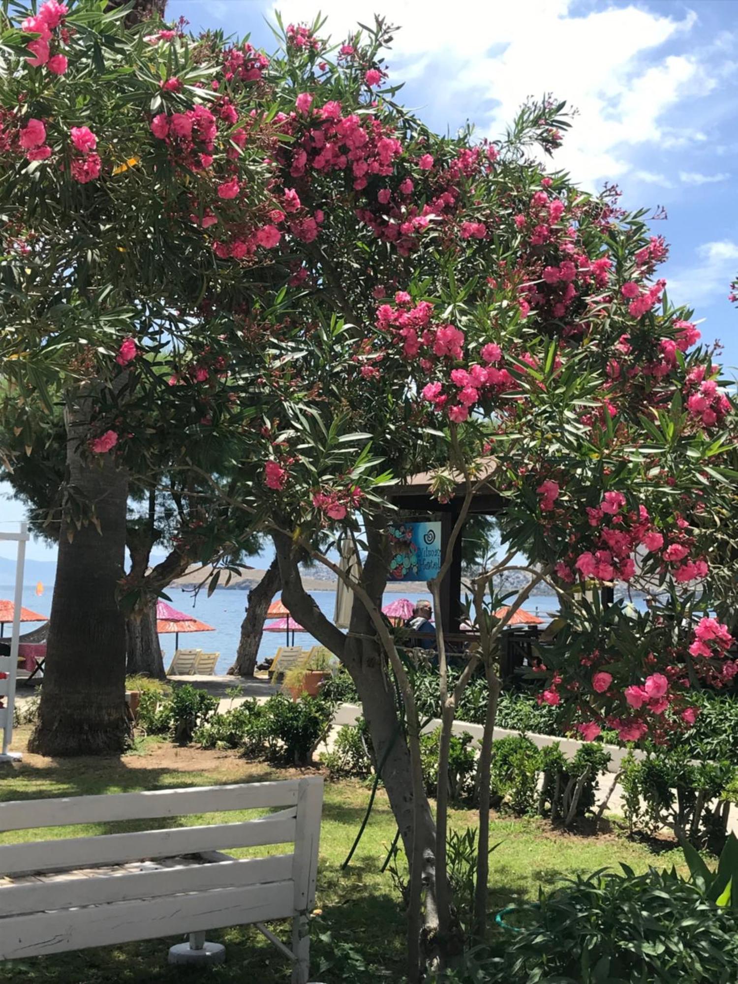 Yilmaz Hotel Ortakent Eksteriør billede