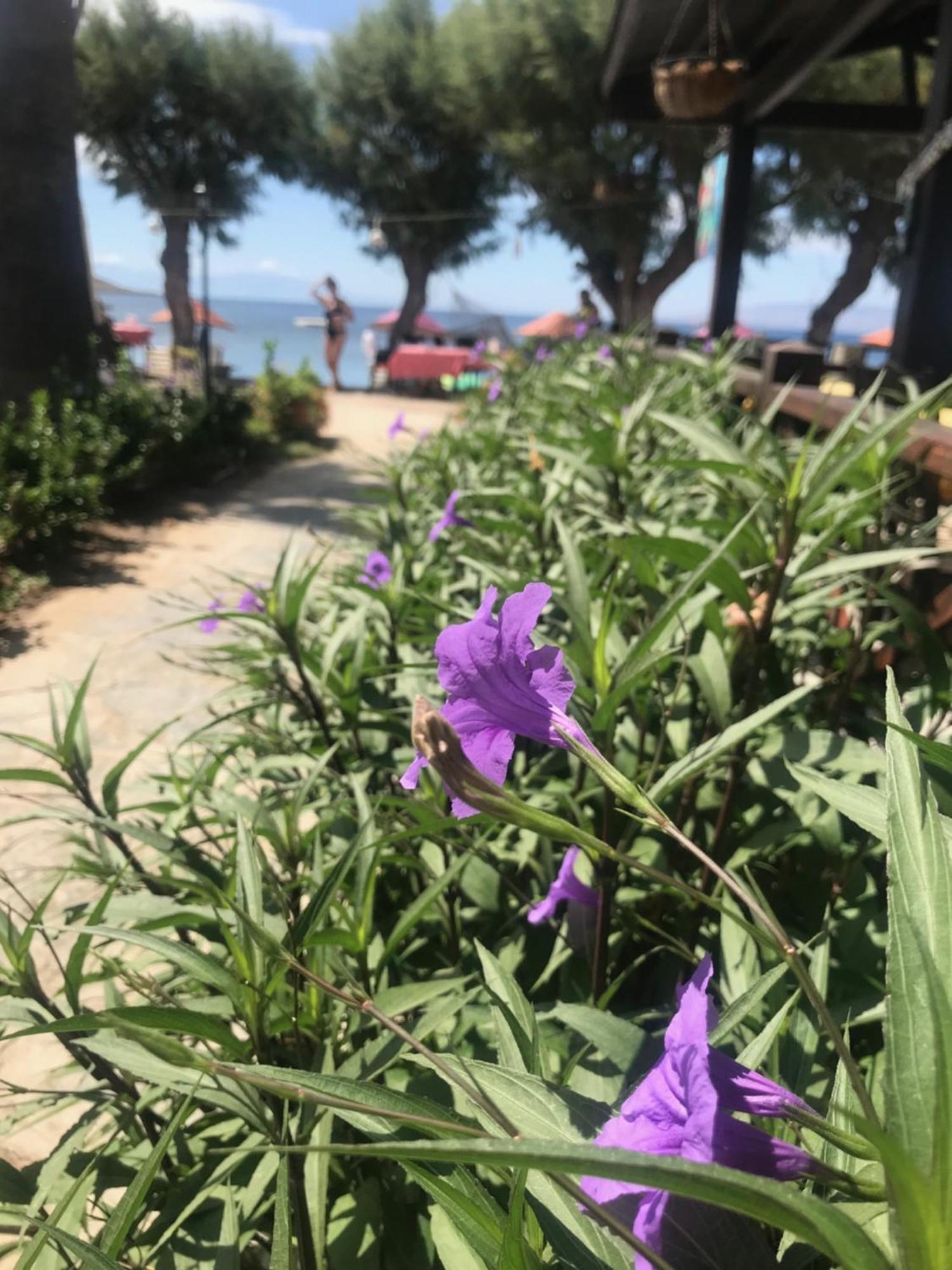 Yilmaz Hotel Ortakent Eksteriør billede